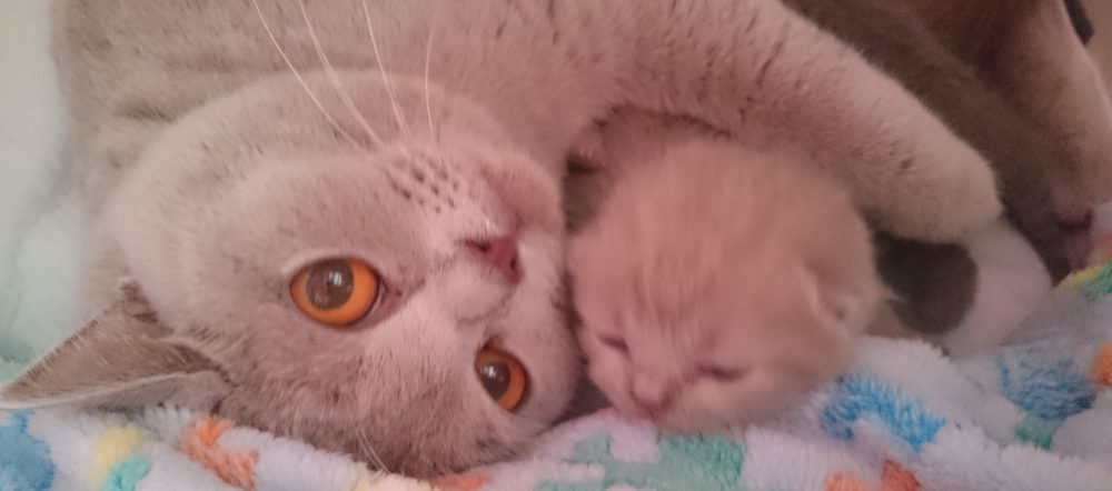 CHATTERIE DES TENDRES OURSONS